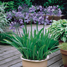 Agapanthus Umbellatum (Blue Peter Pan) 